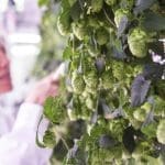 Ekonoke, la startup española que apuesta por el cultivo hidropónico de lúpulo indoor
