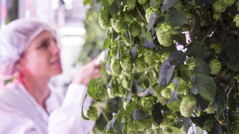 Ekonoke, la startup española que apuesta por el cultivo hidropónico de lúpulo indoor