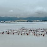 Nueva convocatoria de Imagine Waves brinda oportunidades a startups en el sector de la acuicultura