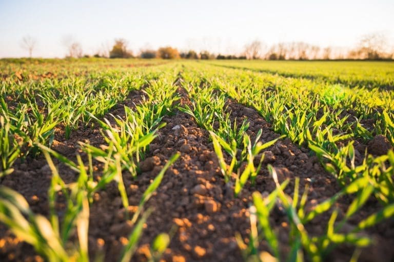 “Despega Tu Emprendimiento”: ¡No te quedes fuera del concurso que busca startups agrotech!