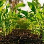 ¡Se viene! Startups Agtech se reunirán por primera vez en CFIAgrotech 2023
