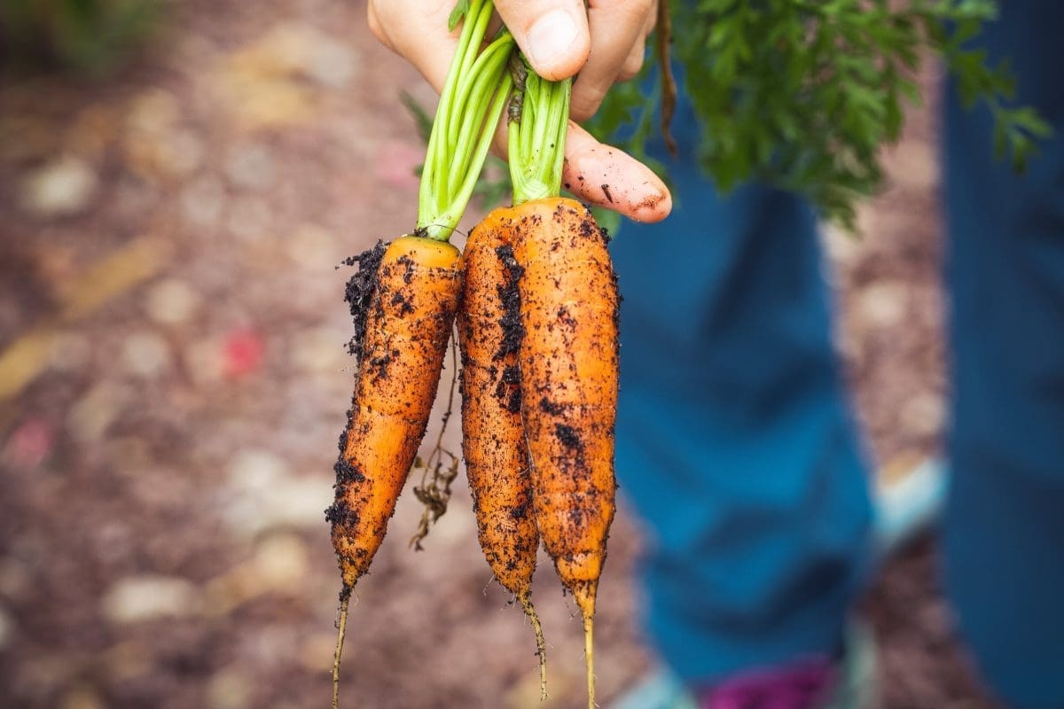 Agrofintech mexicana levanta US$7,5 millones para financiar empresas agrícolas