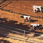 Primer plano de un campo argentino con vacas pastando y dispositivos tecnológicos discretos adheridos a ellas bajo un cielo despejado