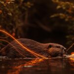 Castor europeo en expansión ecológica en Cataluña, simbolizando tendencias medioambientales y sustentabilidad para startups tecnológicas.