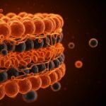 Membrana celular con colesterol mostrando elasticidad y empaquetamiento lipídico, ilustrando aplicaciones en biotecnología y nanotecnología para liberación de fármacos.