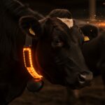 Collar inteligente para ganado con sensores IoT en entorno tecnológico de agricultura automatizada y innovación agrotech.