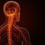Representación destacada del sistema nervioso diseccionado de Harriet Cole, destacando la innovación en ciencia forense y anatomía del siglo XIX.