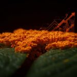 Red de micelio fúngico iluminada protegiendo cultivos verdes, representando la tecnología biológica y la financiación de la startup Mycoverse en agricultura sostenible.