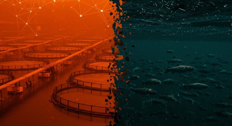 Contraste visual entre acuicultura de salmón en granjas y la disminución de salmón salvaje en un contexto de sostenibilidad y tendencias de mercado.