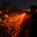 La startup agrotech Botanitec escala su bioestimulante en cultivos de tomate industrial de Agrozzi, marcando un hito en innovación agrícola.