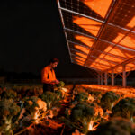 Innovación agrivoltaica en Suecia: paneles solares magenta sobre cultivos de brócoli para mejorar la eficiencia del suelo.