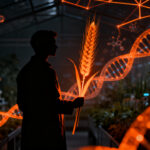 Startup biotech chilena Neocrop Technologies innova en alimentación con trigo alto en fibra mediante edición genética CRISPR.